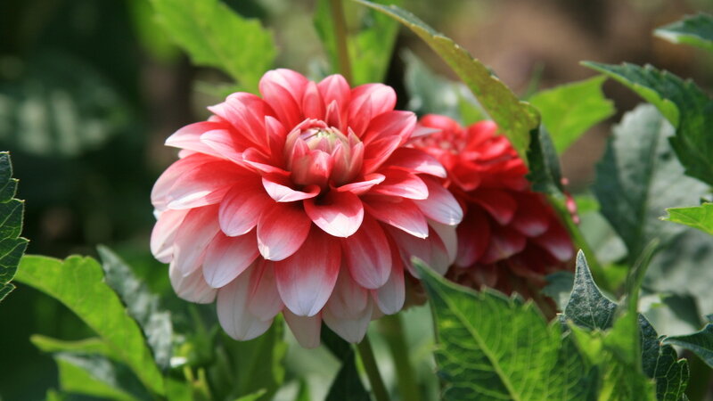 Pink Dahlia Flower — Calm, Afternoon, Photograph, Leaves