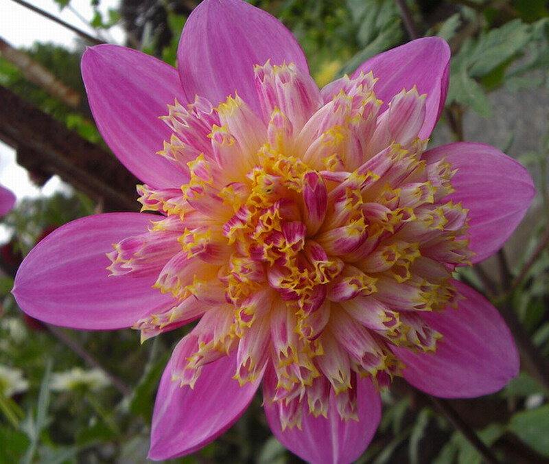 Pink Dahlia Flower — Calm, Afternoon, Photograph, Petals, Center