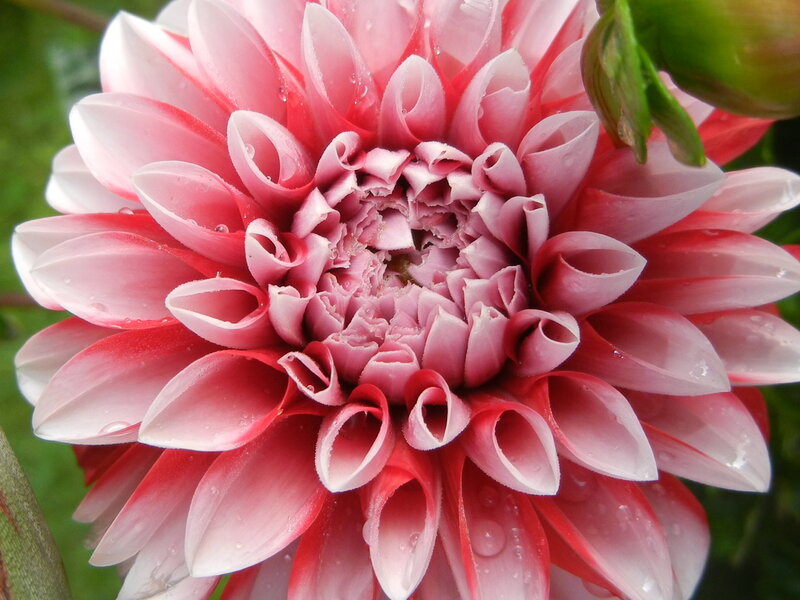 Pink Dahlia Flower — Calm, Afternoon, Photograph, Petals