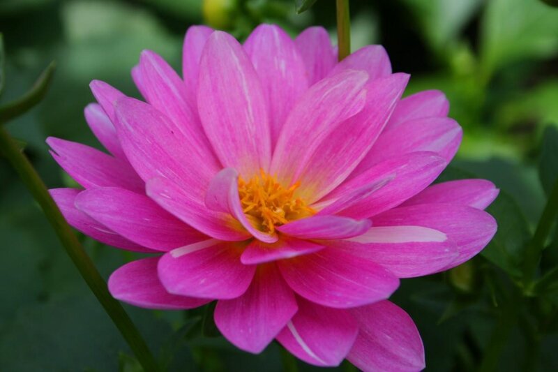 Pink Dahlia Flower — Calm, Afternoon