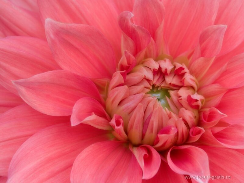Pink Dahlia Flower — Calm, Center