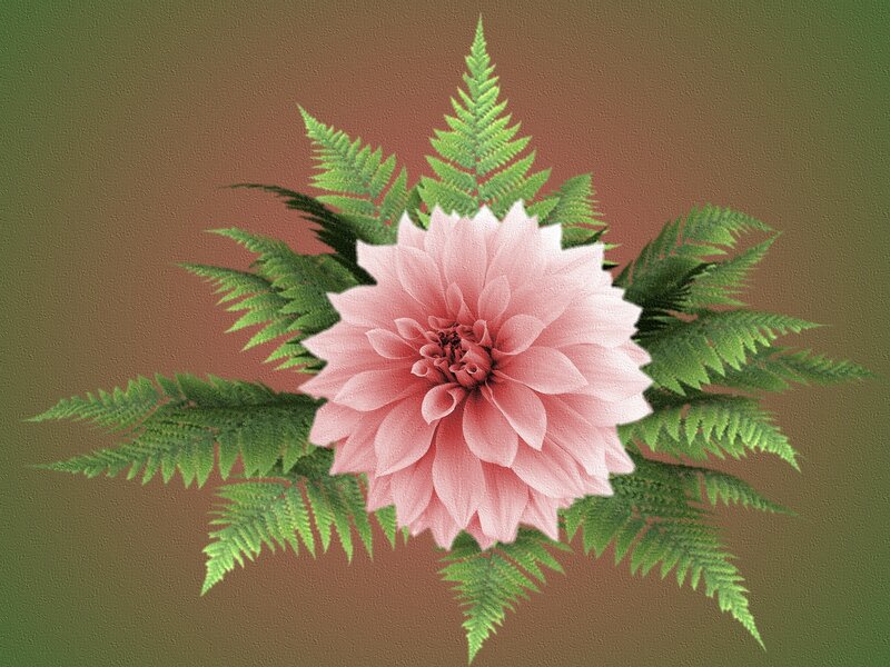 Pink Dahlia Flower — Calm, Digital Art
