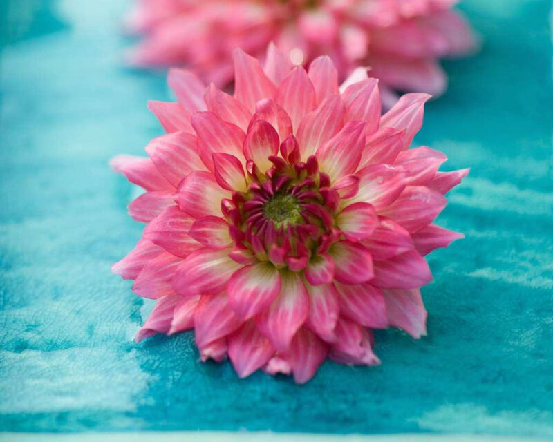 Pink Dahlia Flower — Calm, Photograph, Blue Surface