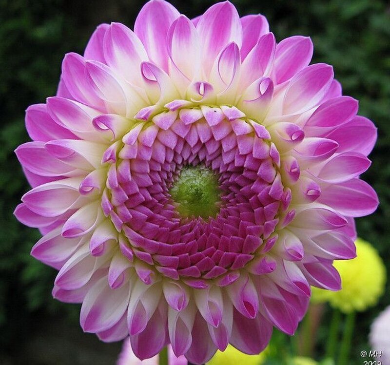 Pink Dahlia Flower — Calm, Photograph, Green Foliage
