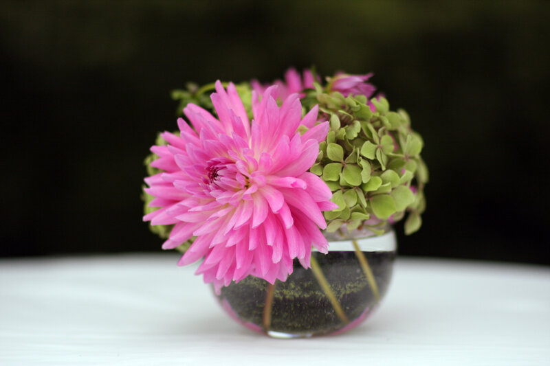 Pink Dahlia Flower — Calm, Photograph, Green Hydrangea