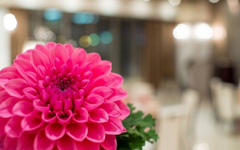 Pink Dahlia Flower — Calm, Photograph, Green Leaf