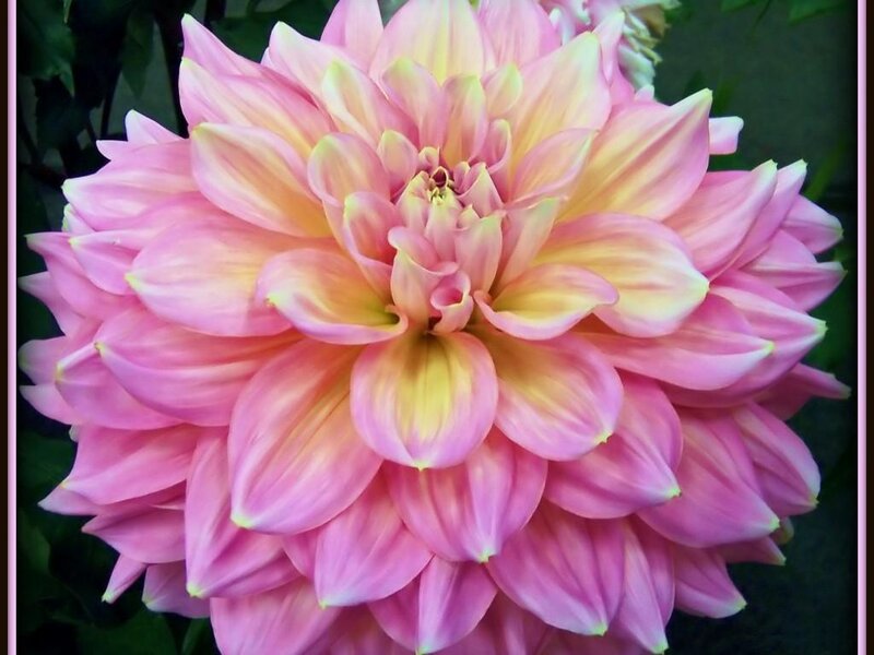 Pink Dahlia Flower — Calm, Photograph, Green Leaves