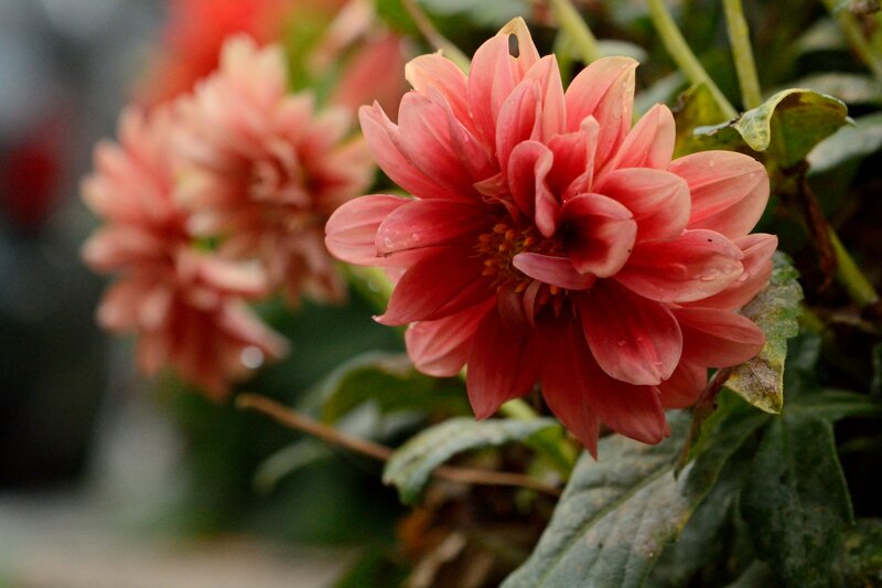 Pink Dahlia Flower — Calm, Photograph, Leaf