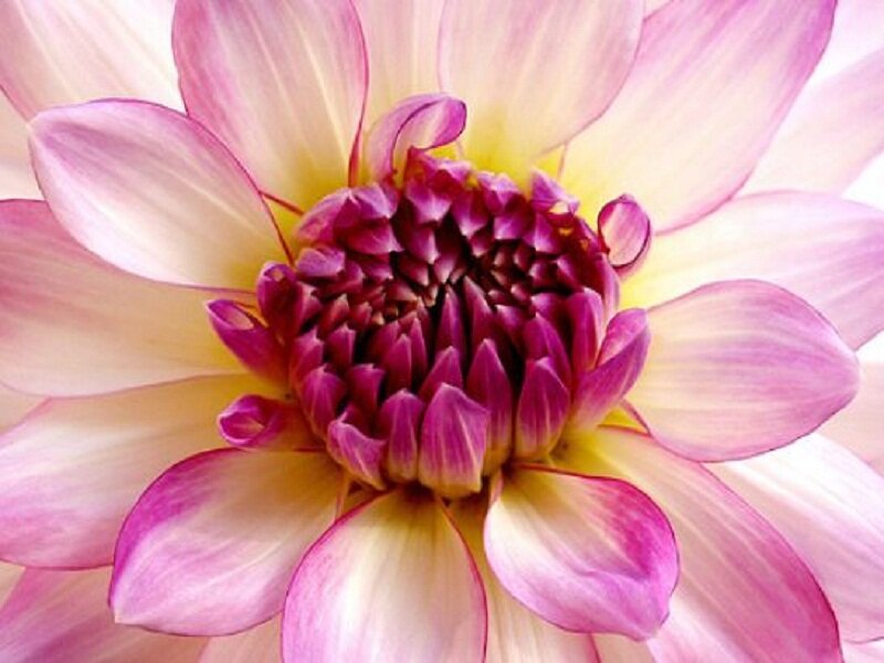 Pink Dahlia Flower — Calm, Photograph, Petals, Center