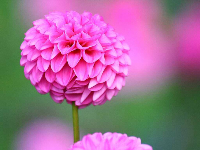 Pink Dahlia Flower — Calm, Photograph, Stem