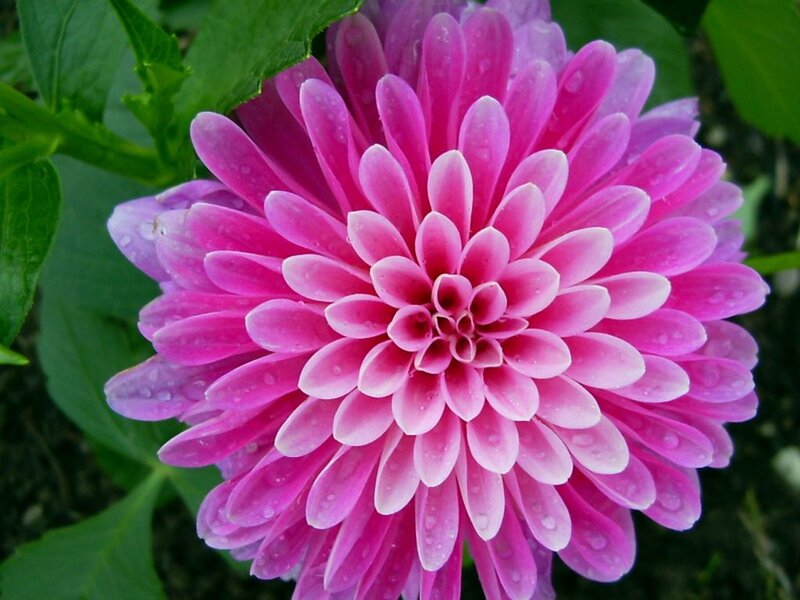 Pink Dahlia Flower — Calm, Photograph