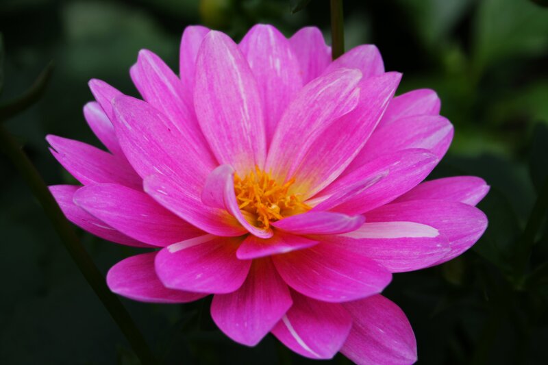 Pink Dahlia Flower — Calm, Photograph, Yellow Center
