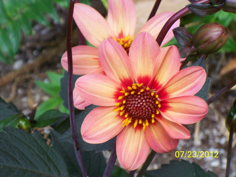 Pink Dahlia Flower — Calm, Summer, Photograph