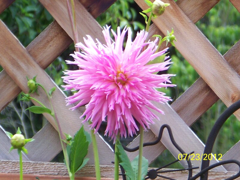 Pink Dahlia Flower — Calm, Summer