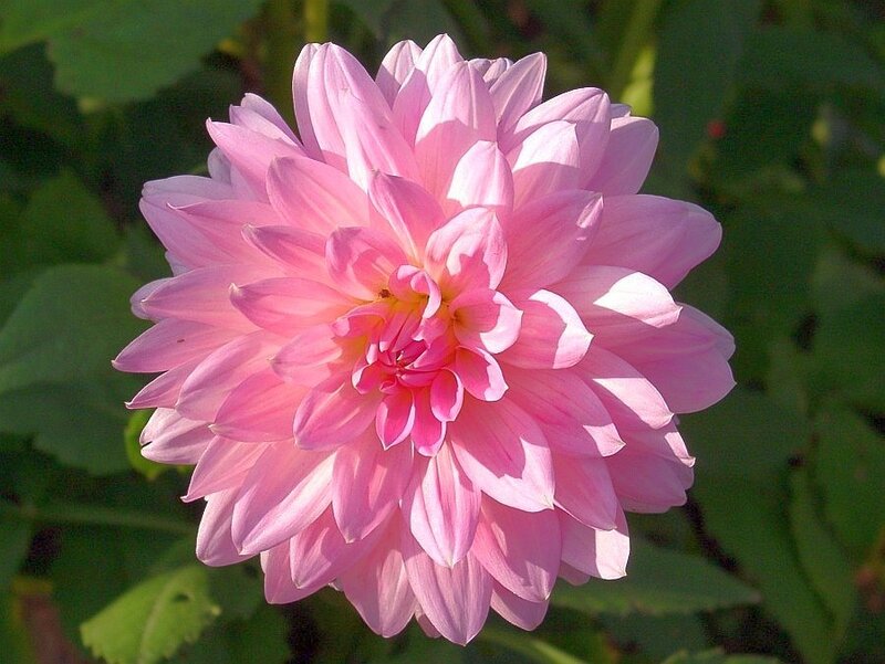 Pink Dahlia Flower — Calm