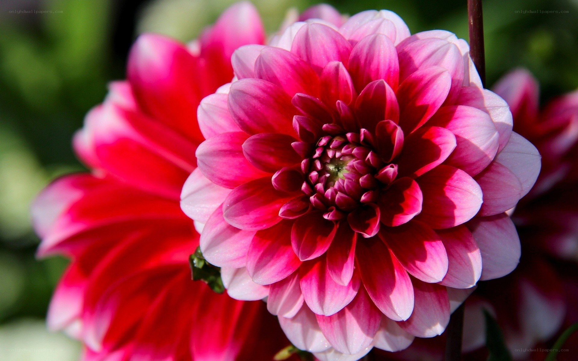 Pink dahlia flower close-up