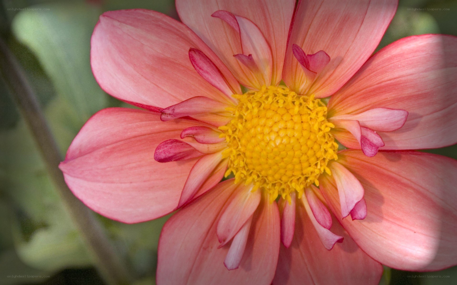 Pink dahlia flower close-up