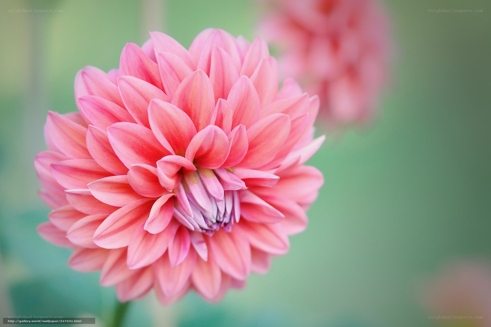 Pink dahlia flower close-up