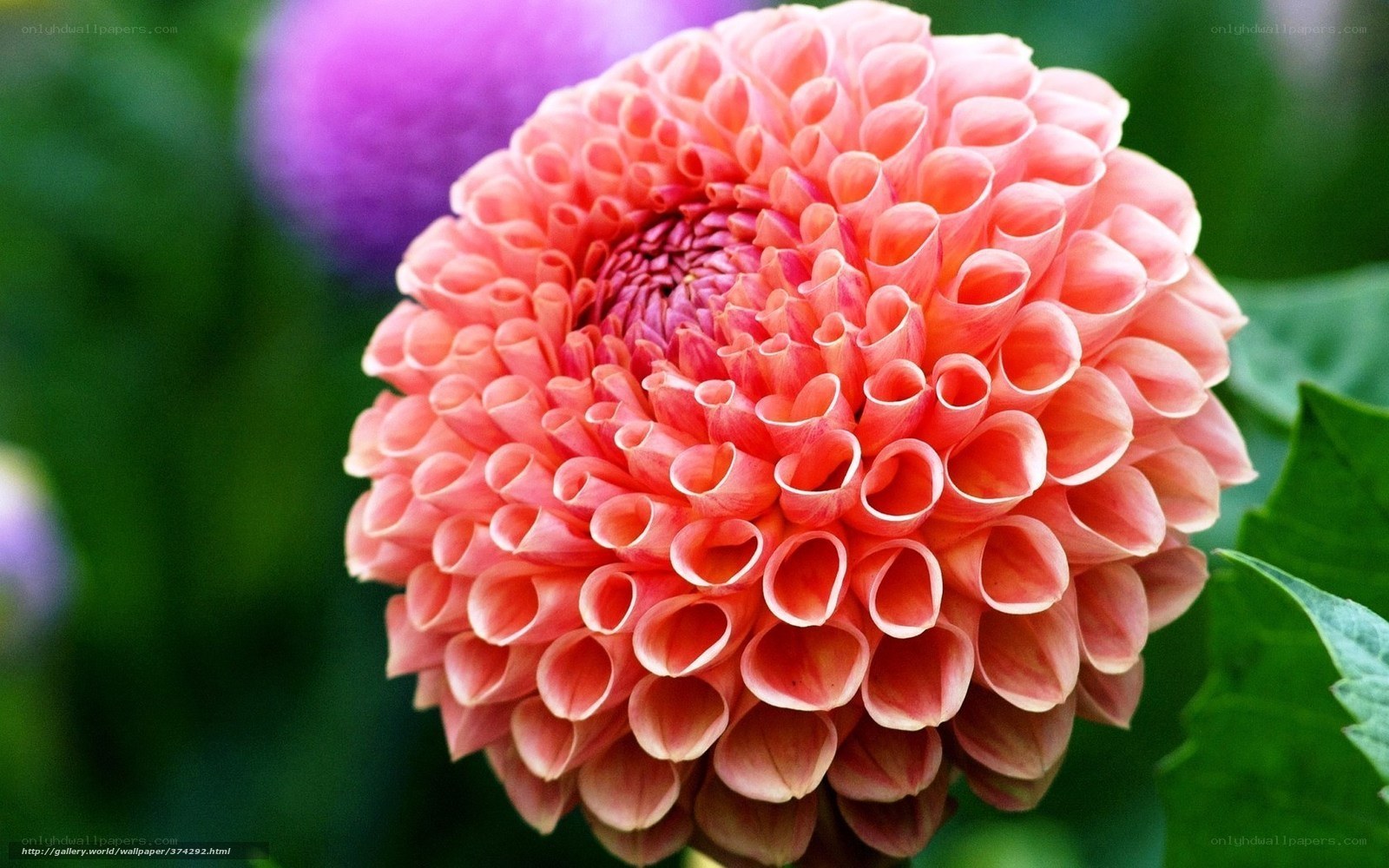 Pink dahlia flower close-up