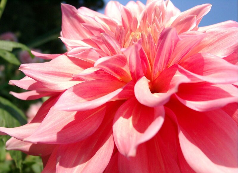 Pink dahlia flower close-up
