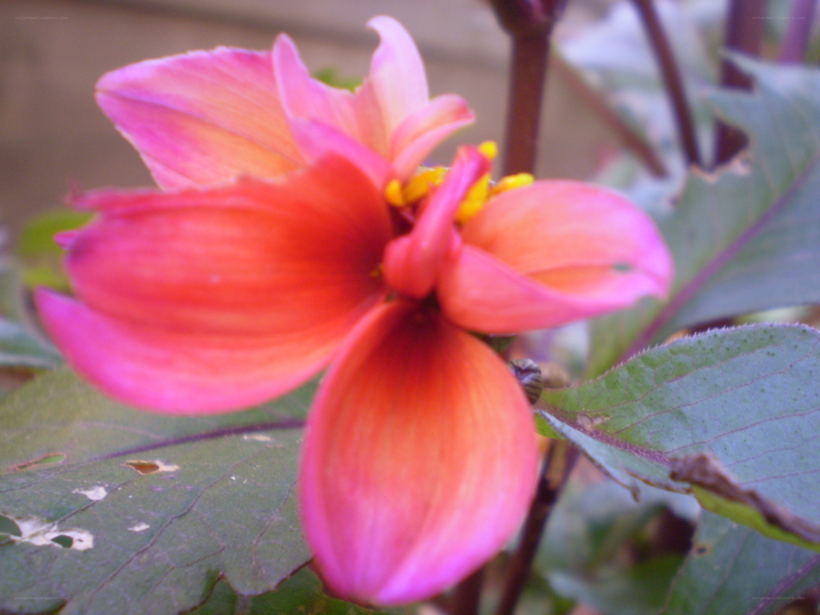 pink dahlia flower close-up