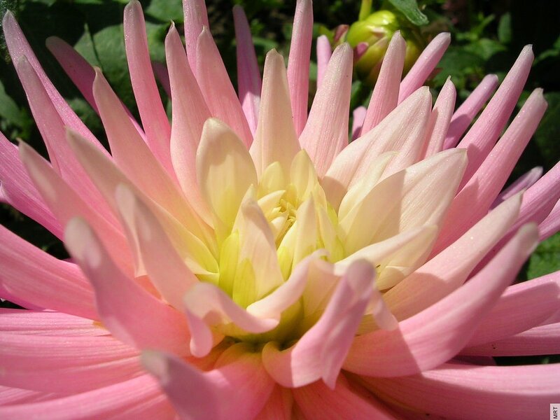 Pink dahlia flower close-up
