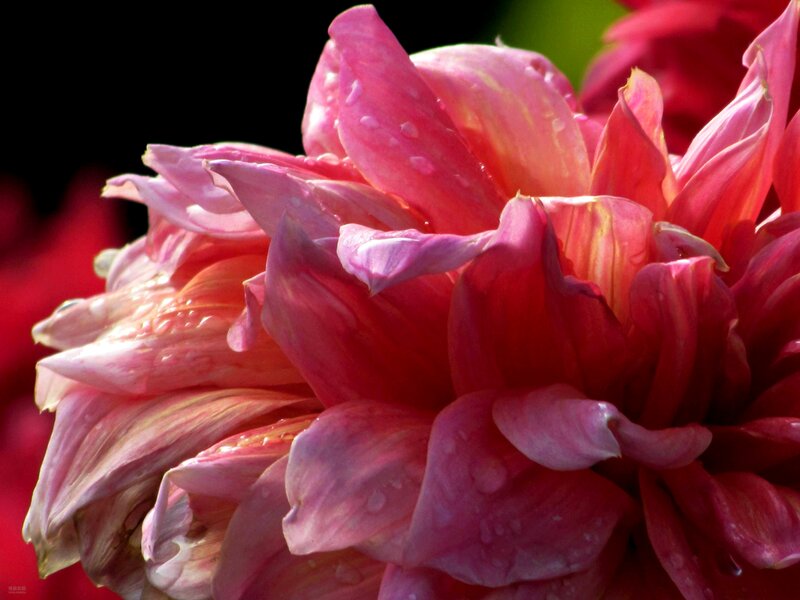 Pink Dahlia Flower — Dramatic, Afternoon