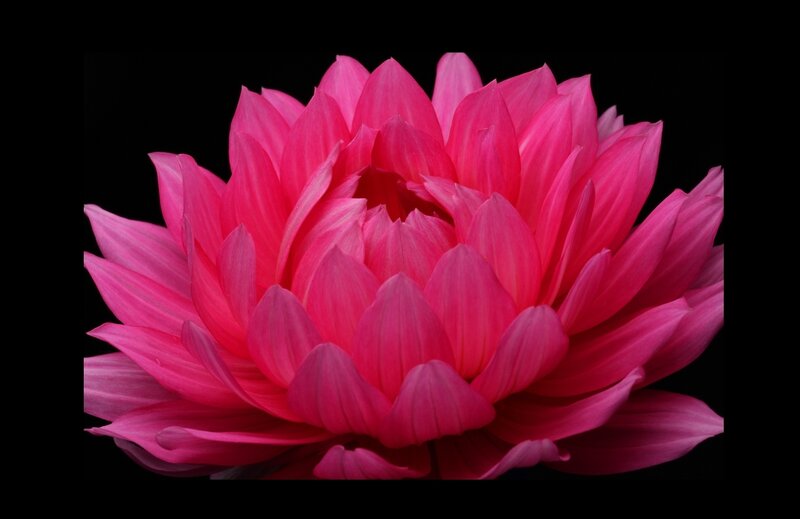 Pink Dahlia Flower — Dramatic, Photograph, Petals, Black Background
