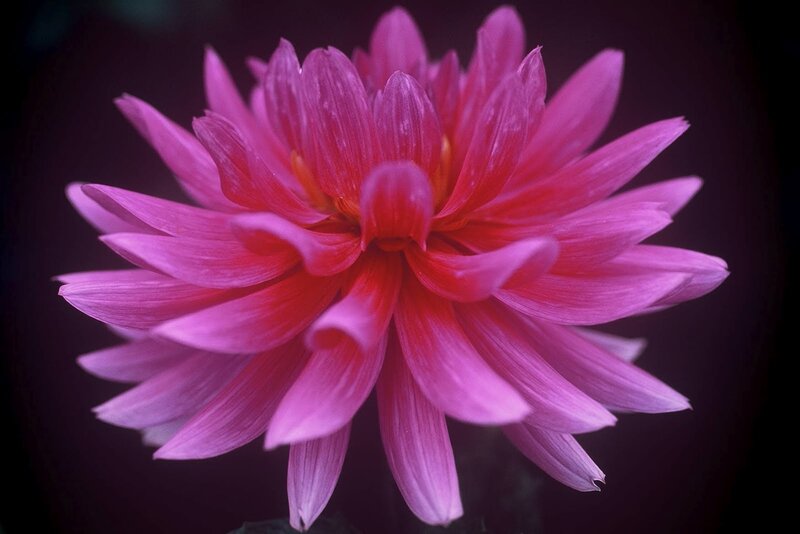 Pink Dahlia Flower — Dramatic, Photograph, Petals, Center