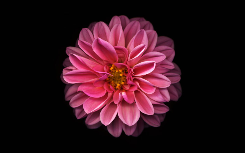 Pink Dahlia Flower — Dramatic, Photograph, Petals
