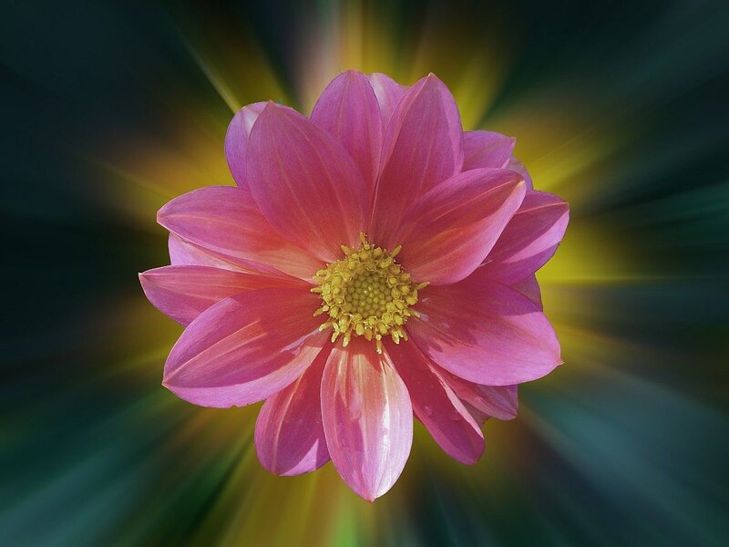 Pink Dahlia Flower — Dramatic, Photograph