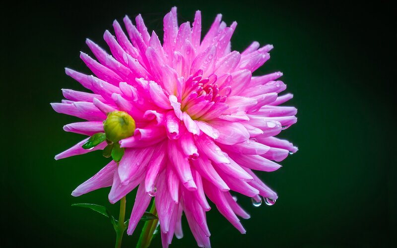 Pink Dahlia Flower — Dramatic, Photograph, Water Droplets