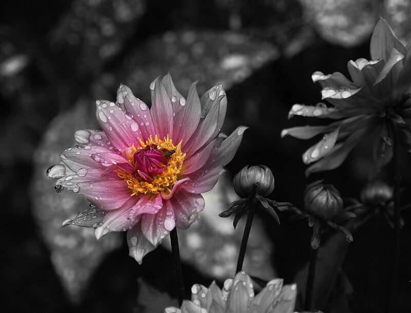 Pink Dahlia Flower — Dramatic