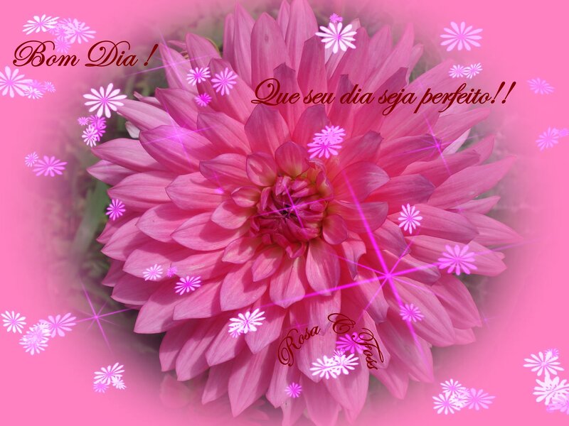 Pink dahlia flower greeting