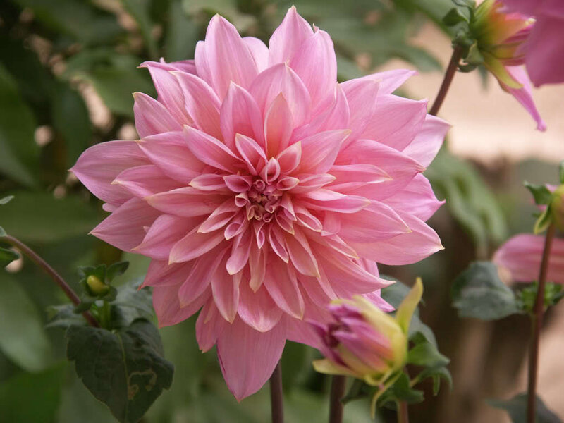 Pink dahlia flower in bloom
