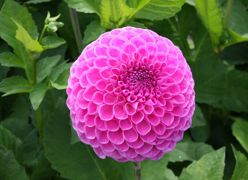 Pink dahlia flower in bloom