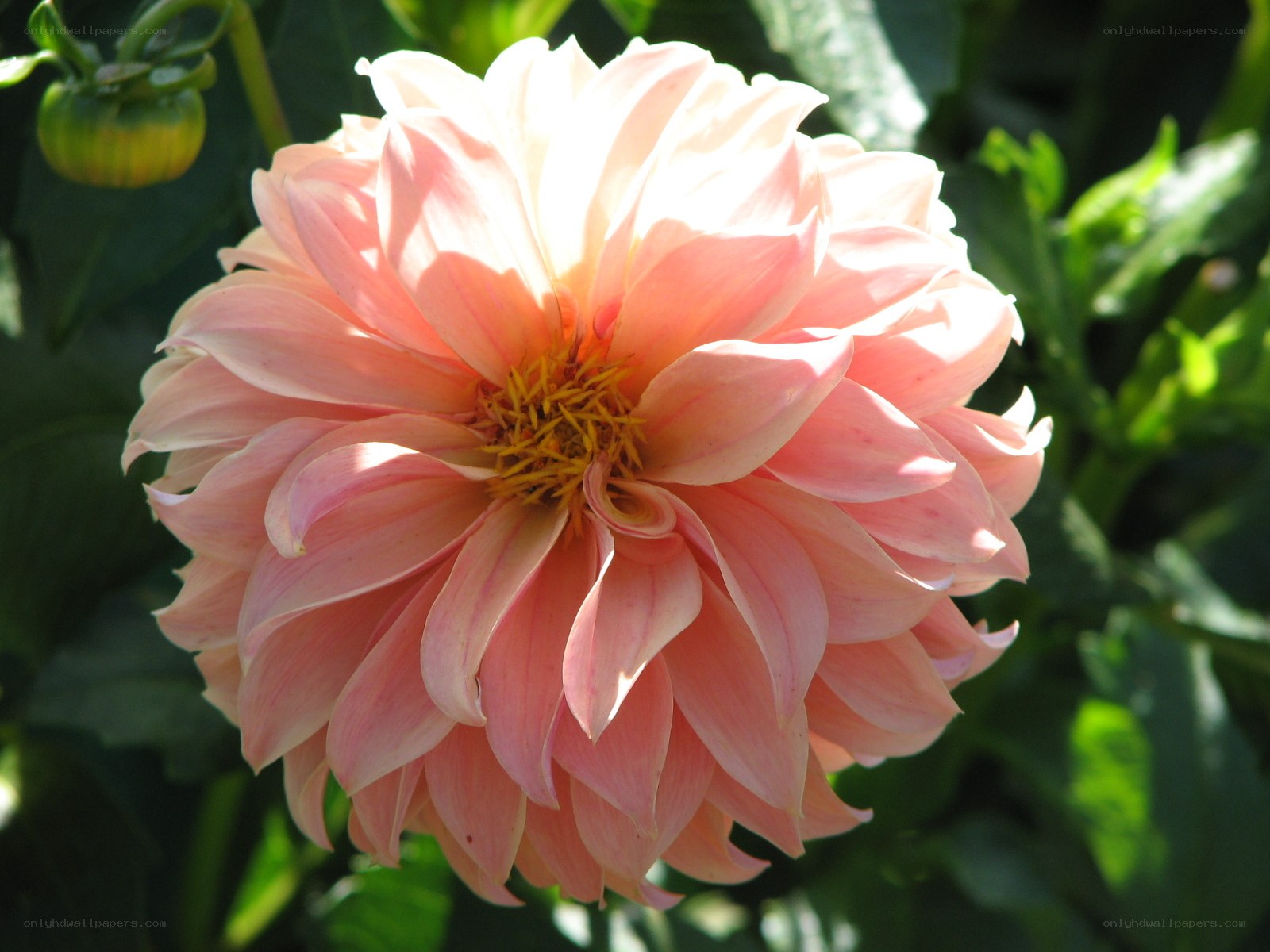 Pink dahlia flower in bloom