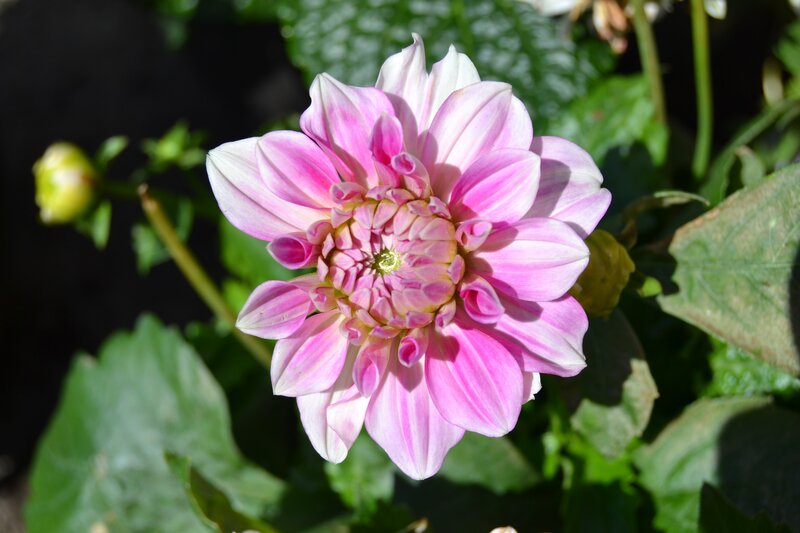 Pink dahlia flower in bloom