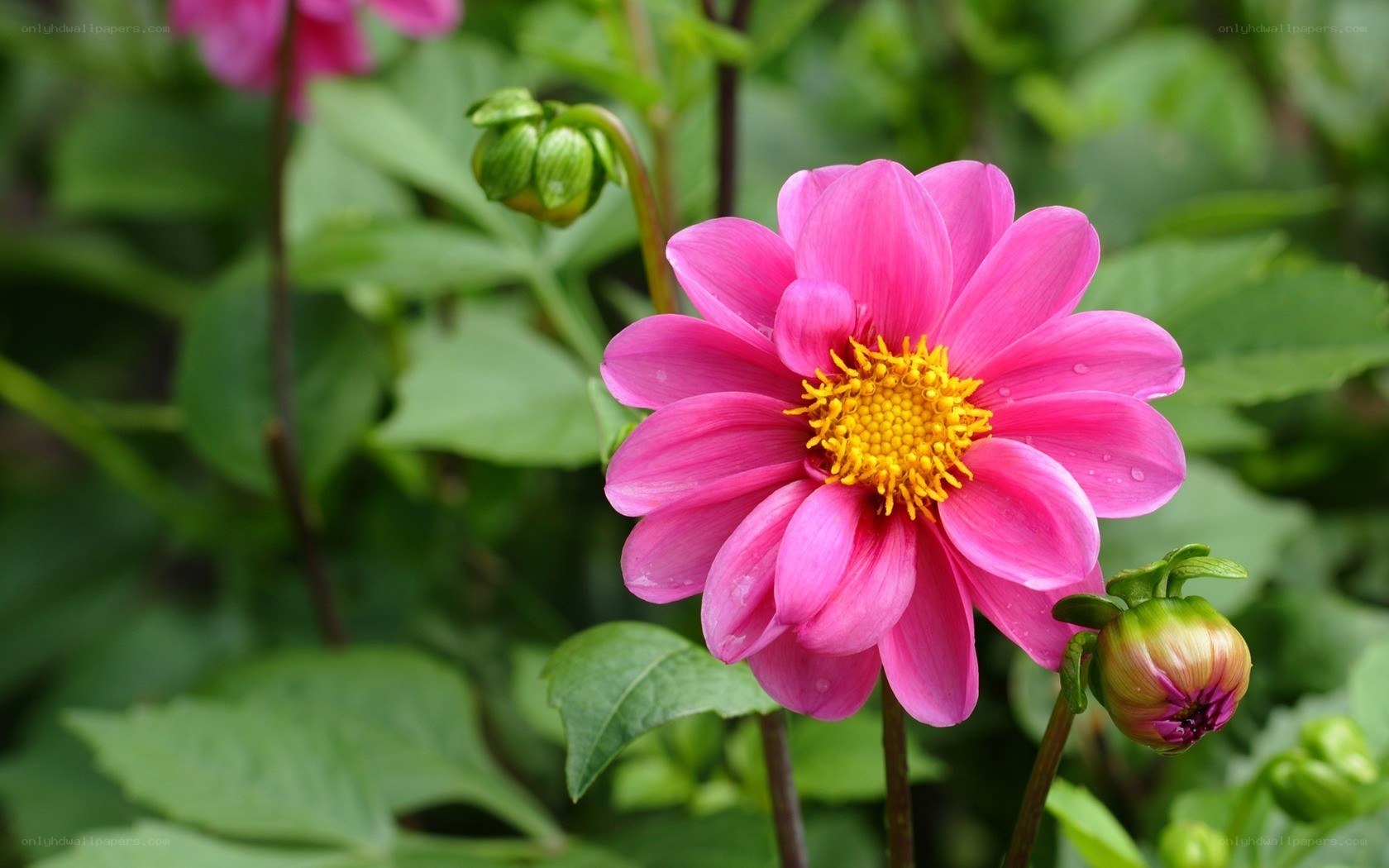 Pink dahlia flower in bloom