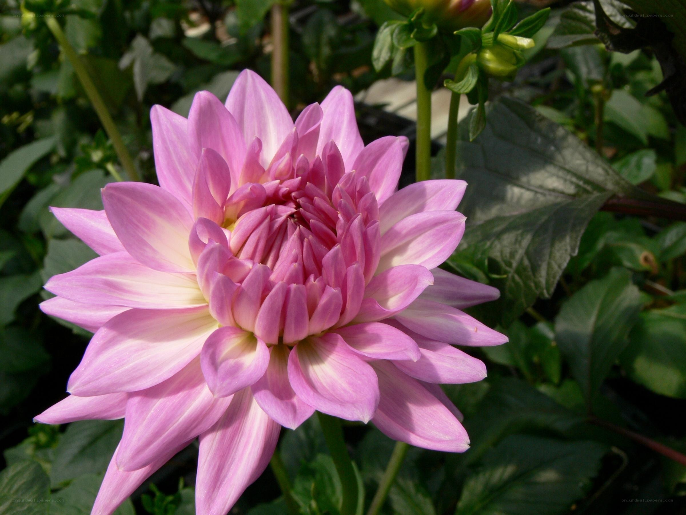 Pink dahlia flower in bloom