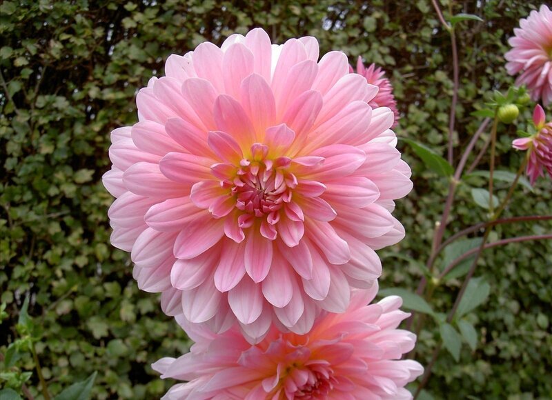 Pink dahlia flower in garden