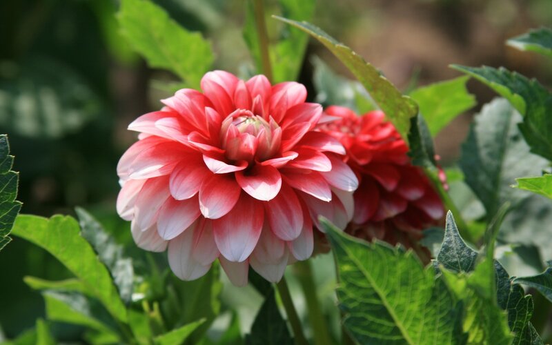 Pink dahlia flower in garden