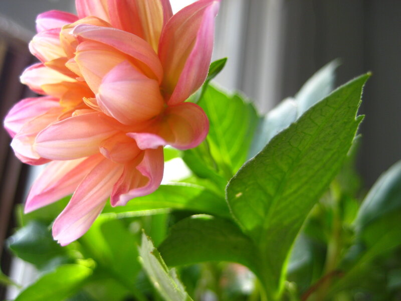 Pink dahlia flower in sunlight