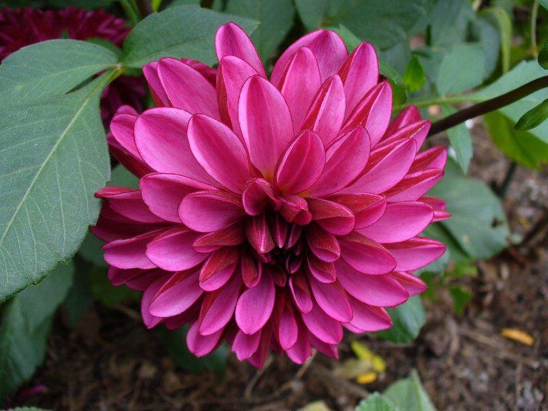 Pink Dahlia Flower — Magenta, Calm