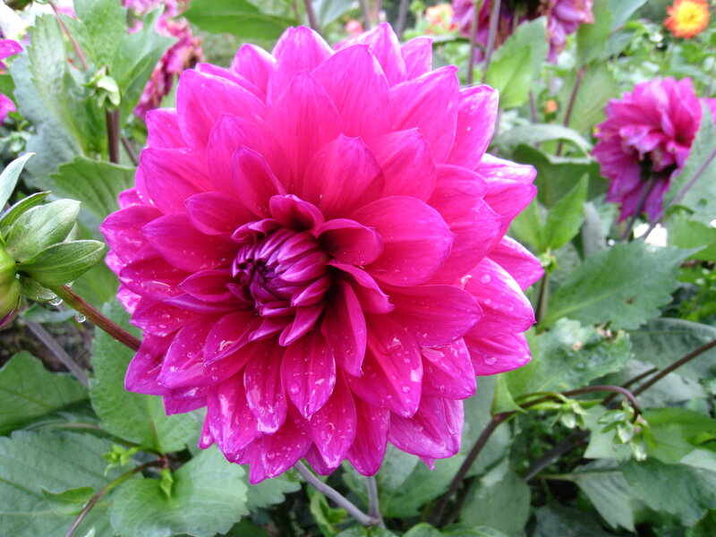 Pink Dahlia Flower — Magenta, Natural