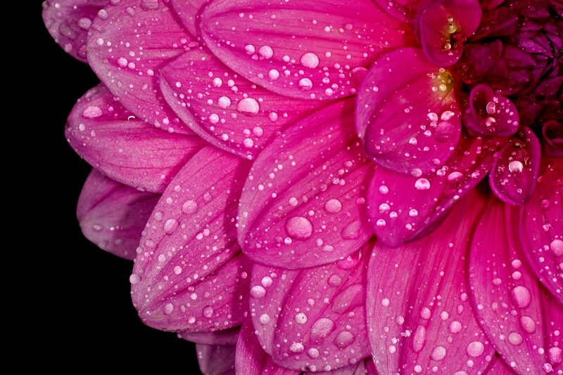 Pink Dahlia Flower — Magenta