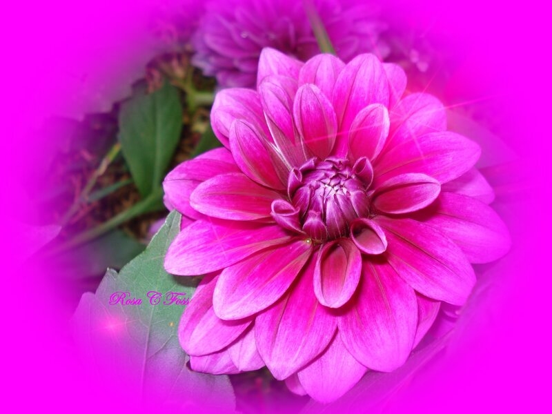 Pink Dahlia Flower — Magenta, Vibrant