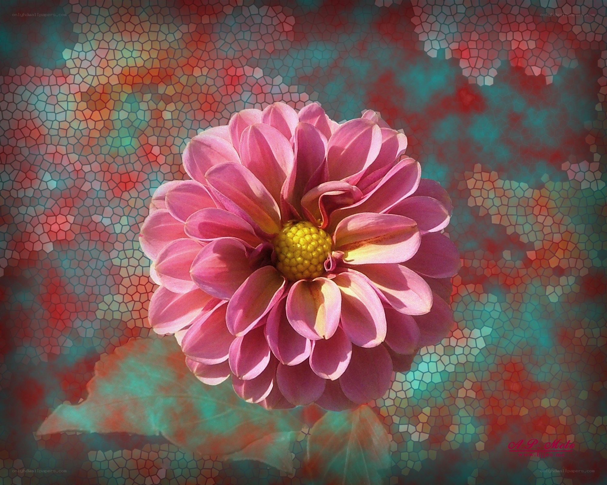 Pink dahlia flower mosaic