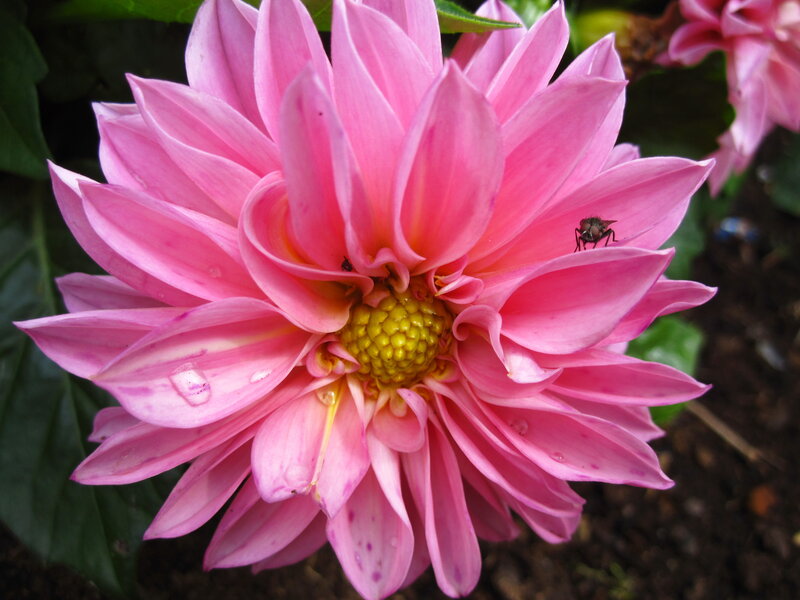 Pink Dahlia Flower — Natural, Afternoon, Photograph, Fly