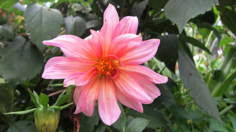 Pink Dahlia Flower — Natural, Afternoon, Photograph, Green Leaves, Flower Bud